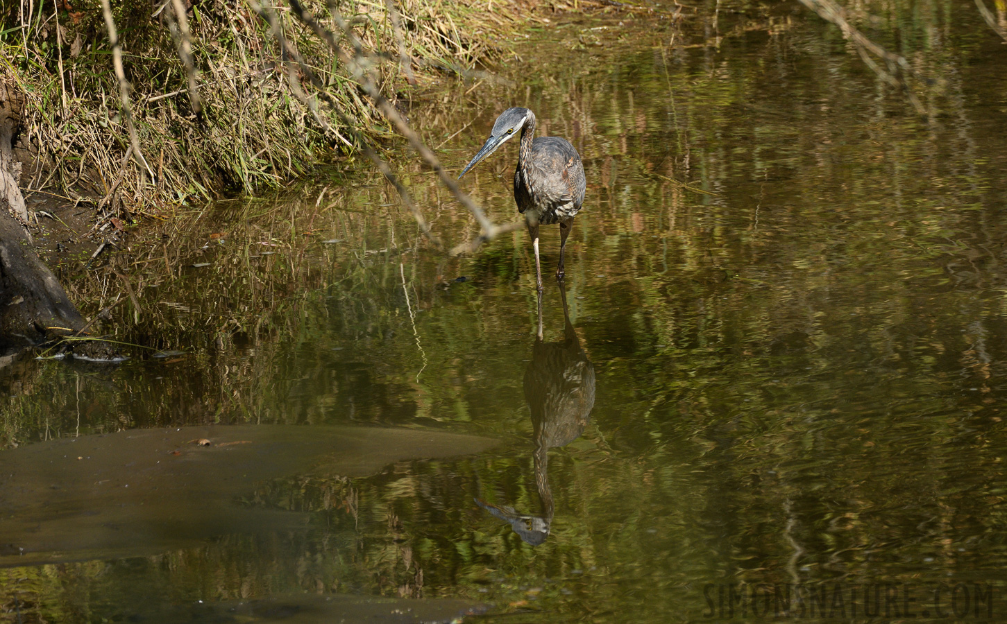 Ardea herodias herodias [400 mm, 1/1000 sec at f / 8.0, ISO 800]